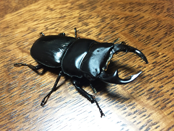 オオクワガタ灯火採集個体 60.0mmオーバー中歯♂ : Kuwashinブログ オオクワガタ灯火採集個体 60.0mmオーバー中歯♂ : Kuwashinブログ