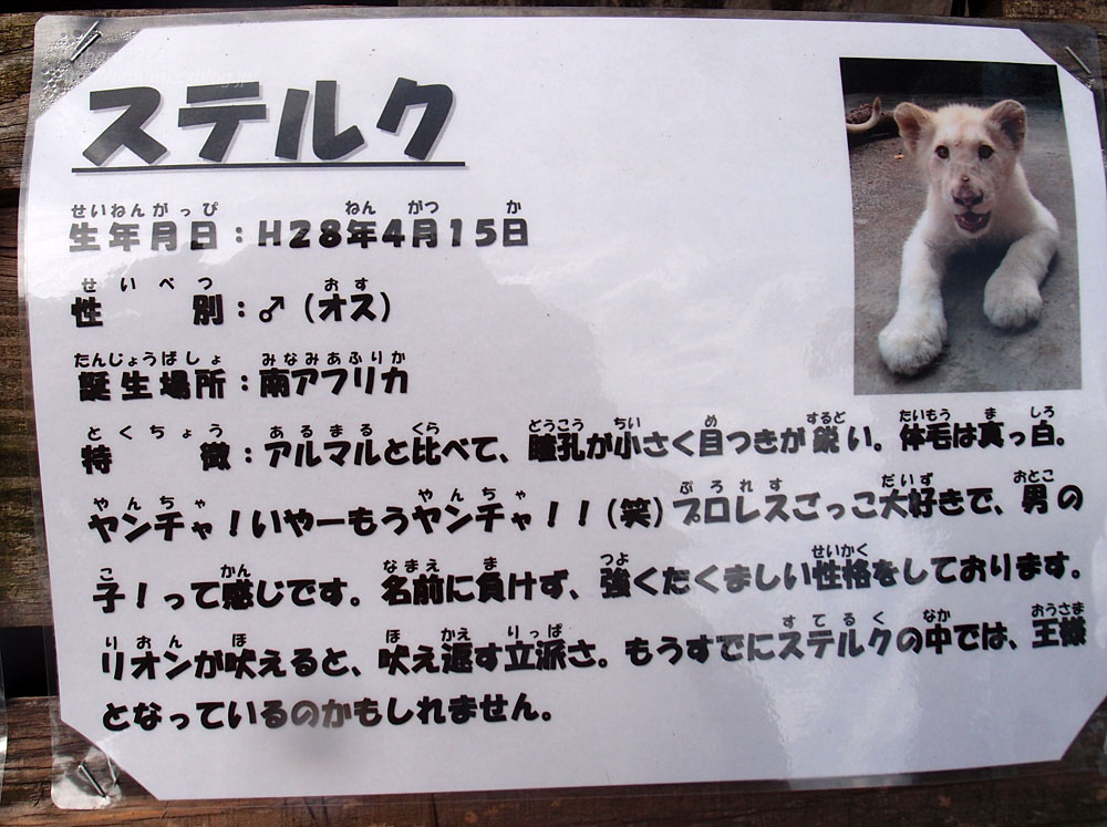 16 9 17 宇都宮動物園 ホワイトライオンのアルマルとステルク White Lion Babies 青空に浮かぶ月を眺めながら 16 9 17 宇都宮動物園 ホワイトライオンのアルマルとステルク White Lion Babies 青空に浮かぶ月を眺めながら