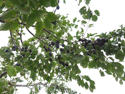 c0204725_10165230.jpg