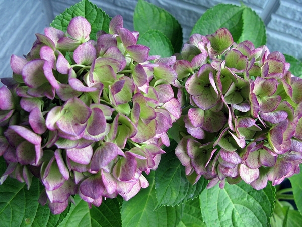 西安　秋色紫陽花_f0129726_21411777.jpg