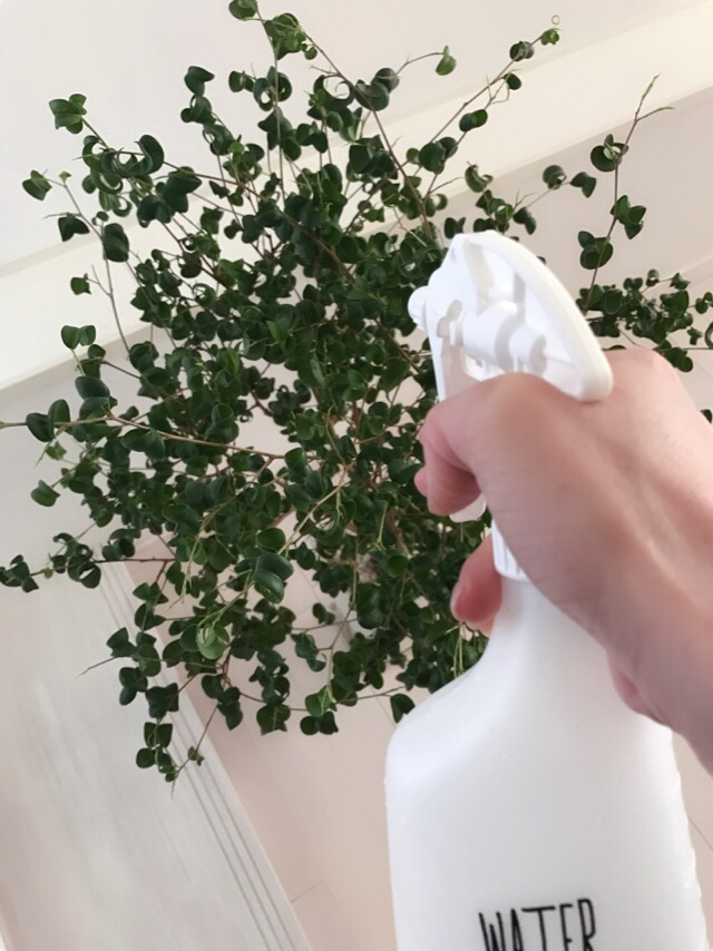 買ったもの。_a0231828_19095343.jpg