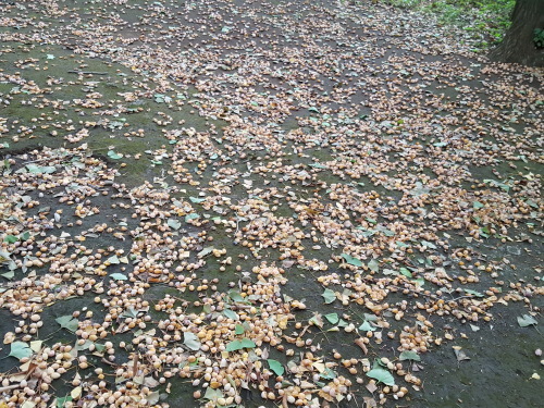 e0016828_11244763.jpg