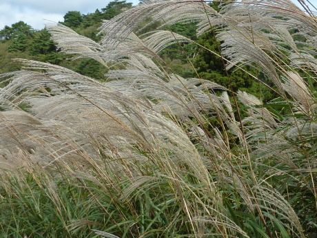 近郊の山シリーズ 兵庫『段ケ峰』_c0218841_09543410.jpg
