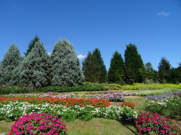 馬見丘陵公園のダリアなど_b0299042_14564738.jpg