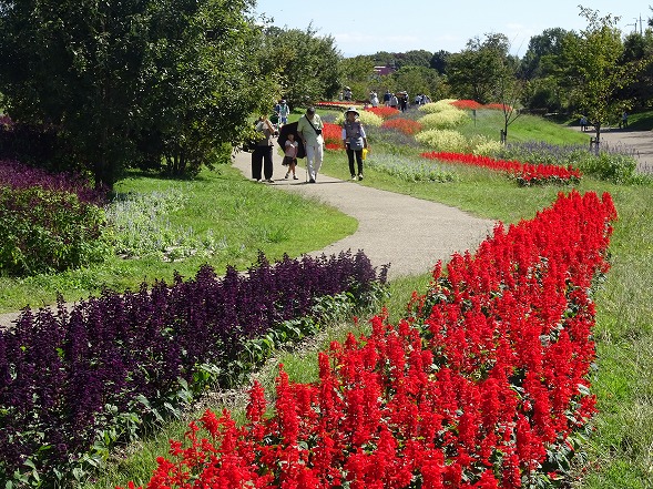 馬見丘陵公園のダリアなど_b0299042_14575056.jpg