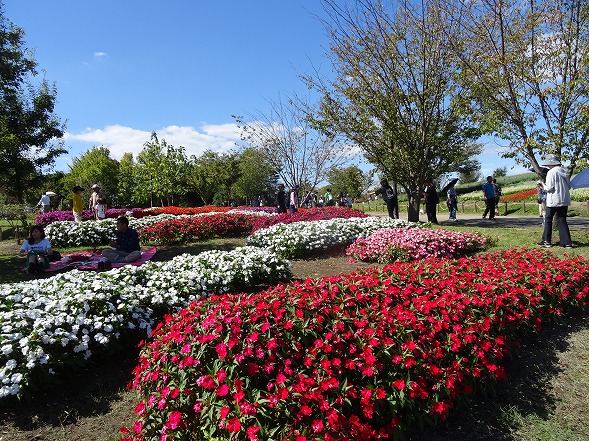 馬見丘陵公園のダリアなど_b0299042_14581077.jpg