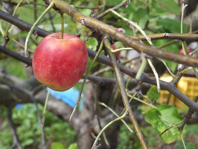d0048350_14111950.jpg