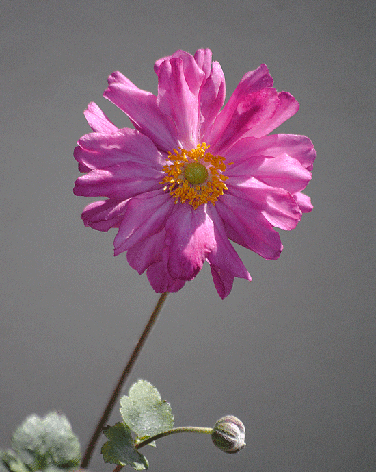 10月14日 貴船菊 2016_a0001354_23114336.gif