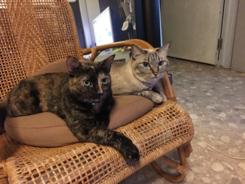 Omiai._c0153966_20523660.jpeg