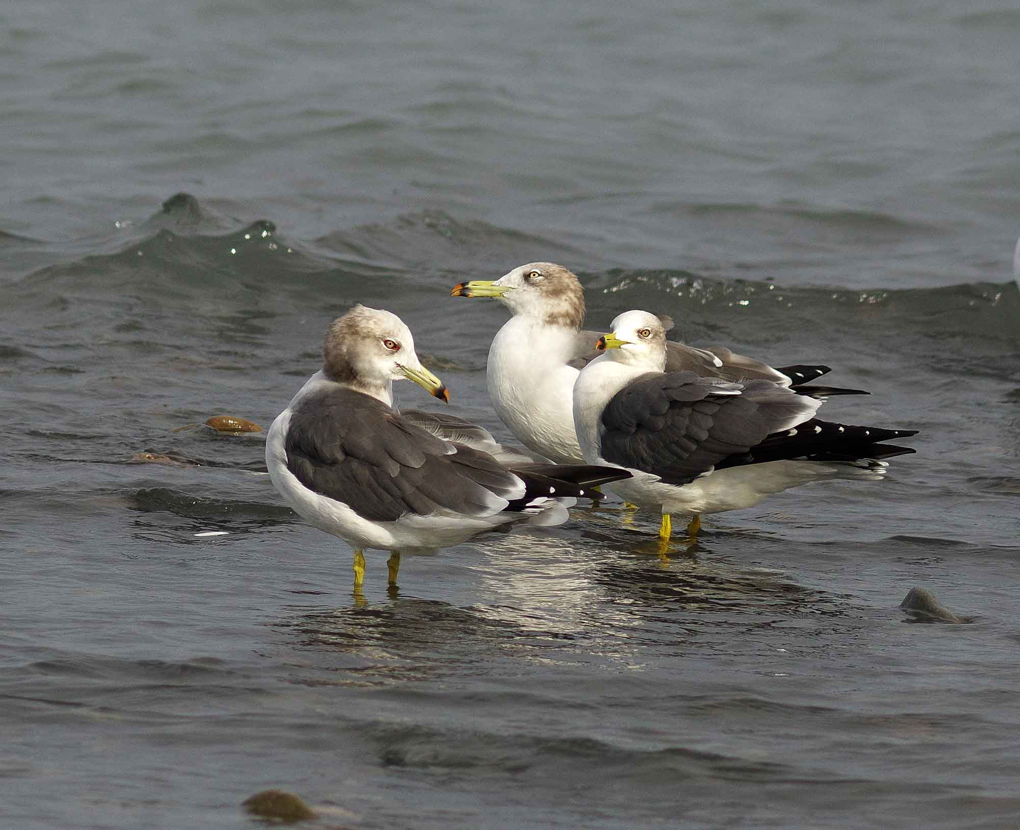 2016年　10月　　野鳥_c0176183_17433156.jpg