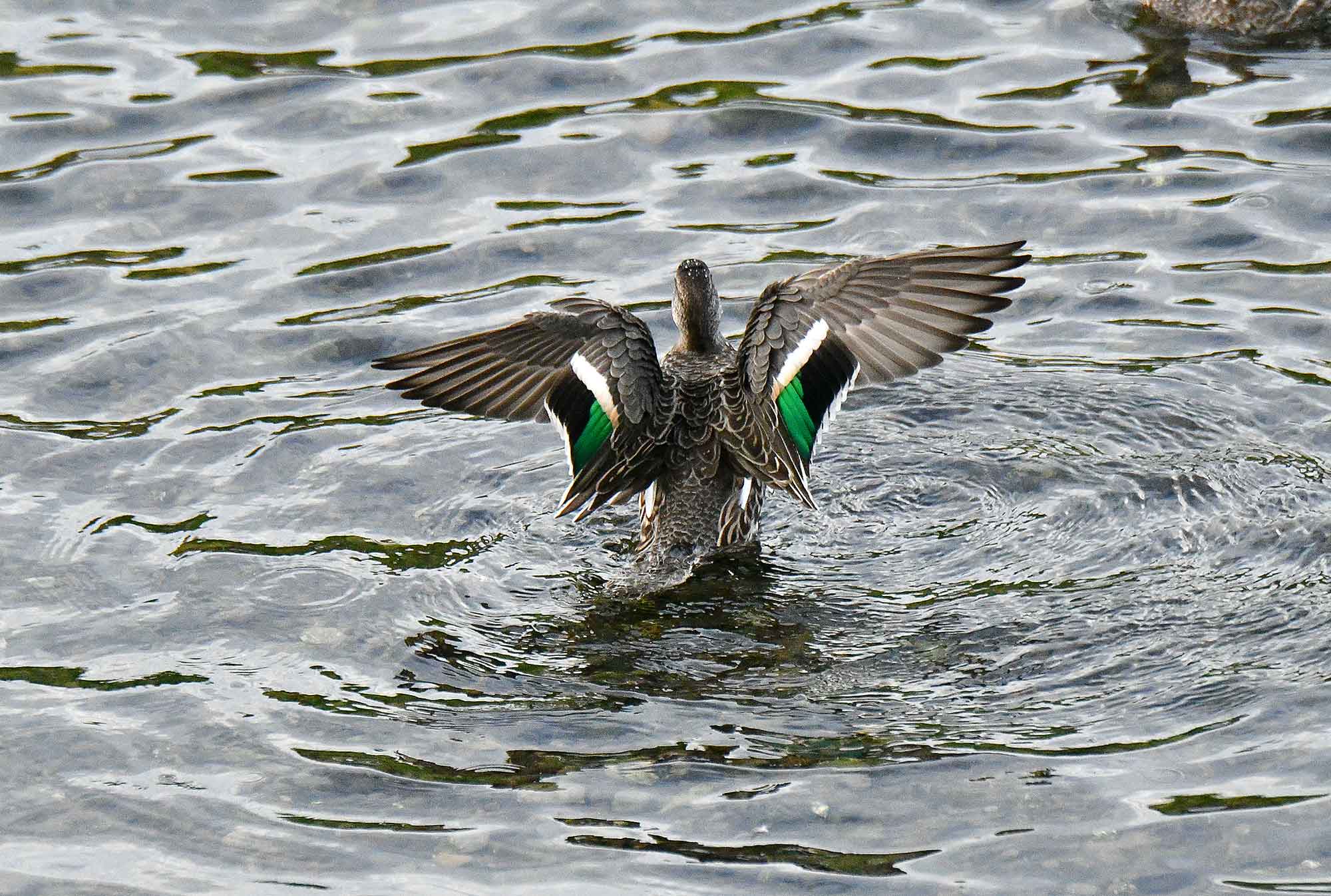 2016年１０月　野鳥_c0176183_9124395.jpg