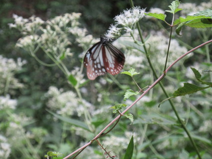 f0053885_2005810.jpg
