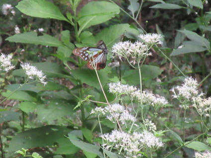 f0053885_21282715.jpg
