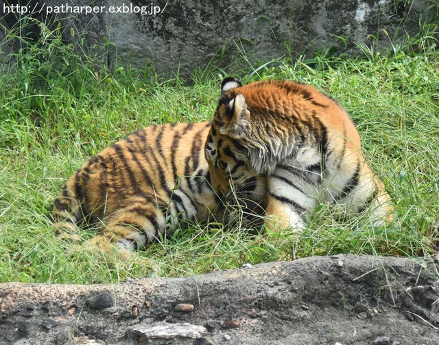 ２０１６年１０月　とくしま動物園　その２　ミナミちゃんと再会_a0052986_23245861.jpg