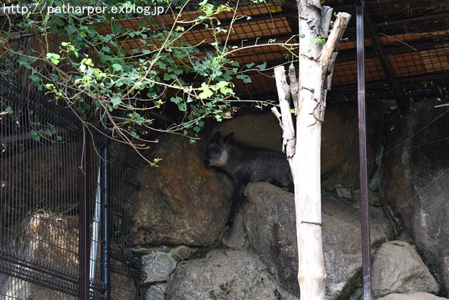 ２０１６年１０月　とくしま動物園　その２　ミナミちゃんと再会_a0052986_7293898.jpg