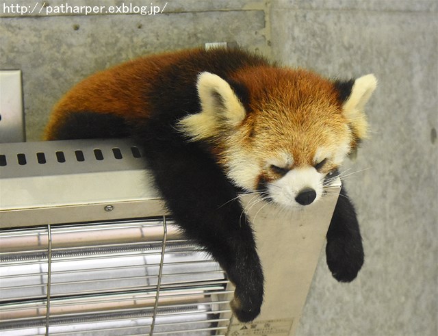 ２０１６年１０月　とくしま動物園　その２　ミナミちゃんと再会_a0052986_7355727.jpg