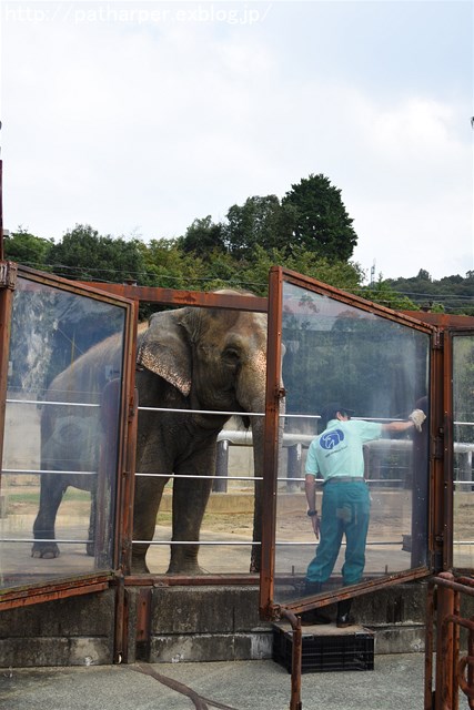 ２０１６年１０月　とくしま動物園　その２　ミナミちゃんと再会_a0052986_7464490.jpg