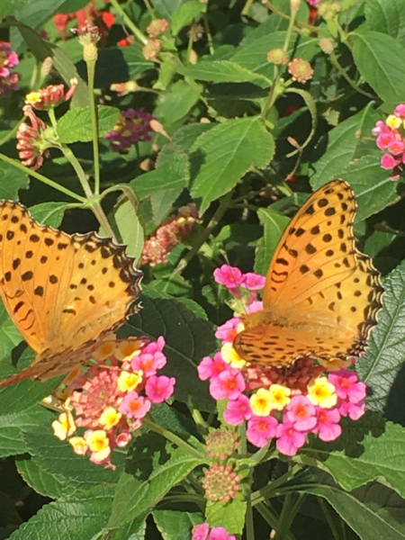 病院横の花壇にて_a0013296_19135438.jpg