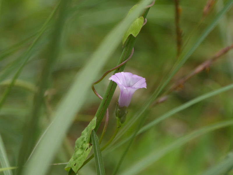 蓬・芒・アサガオ原種？・薮豆・？・錦織公園北入口・スプレー菊・日向水木・栗名月_d0261298_07241561.jpg