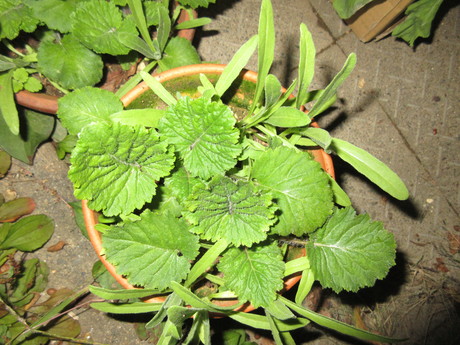 a0203003_20484150.jpg