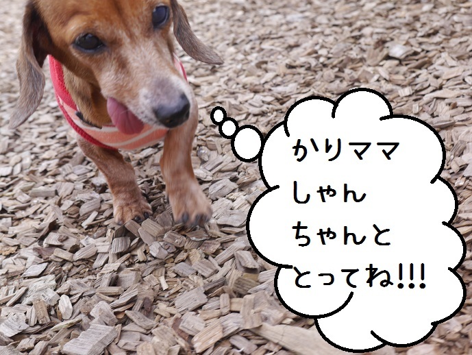 a0332203_12204119.jpg