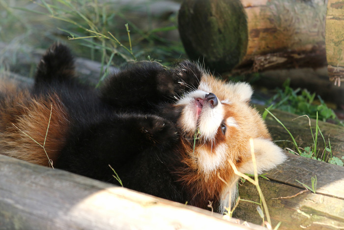 ほほえんでしまう おもしろ動物cafe