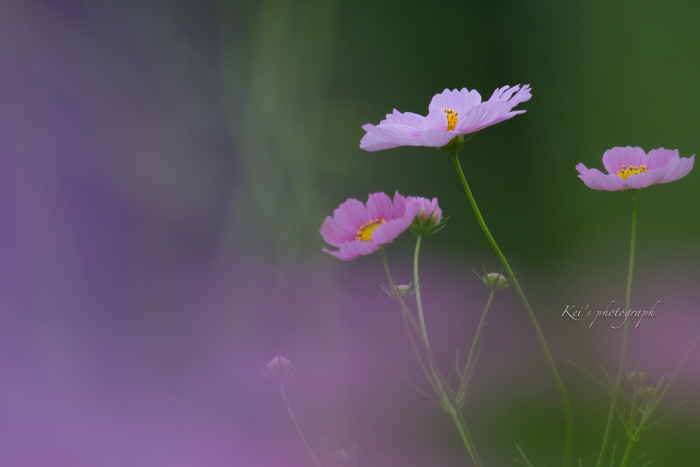 秋桜のように・・・_c0235725_19552145.jpg