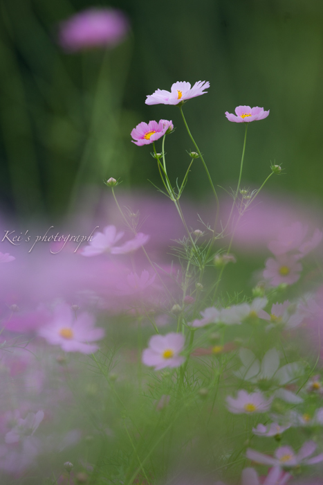 秋桜のように・・・_c0235725_19553692.jpg