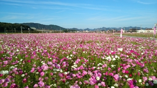 只今秋桜が満開。_c0209334_21460252.jpg