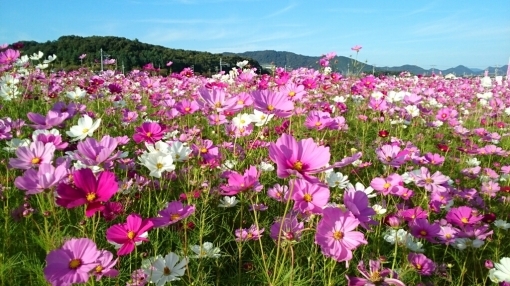 只今秋桜が満開。_c0209334_21461127.jpg