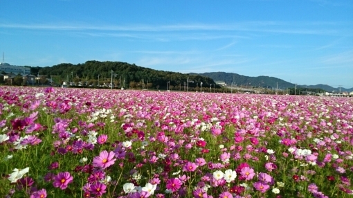 只今秋桜が満開。_c0209334_21461399.jpg