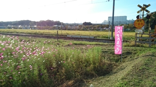 只今秋桜が満開。_c0209334_21461794.jpg