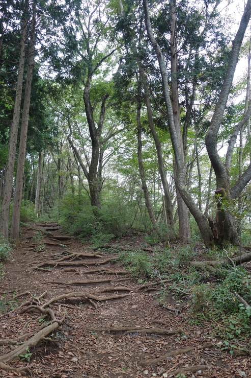 登山靴の慣らしを兼ねて、高尾山に行ってみたつもりが景信山を通り越して陣馬山を目指してる件 その5_a0287336_00291.jpg