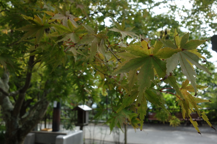 a0287336_2140487.jpg