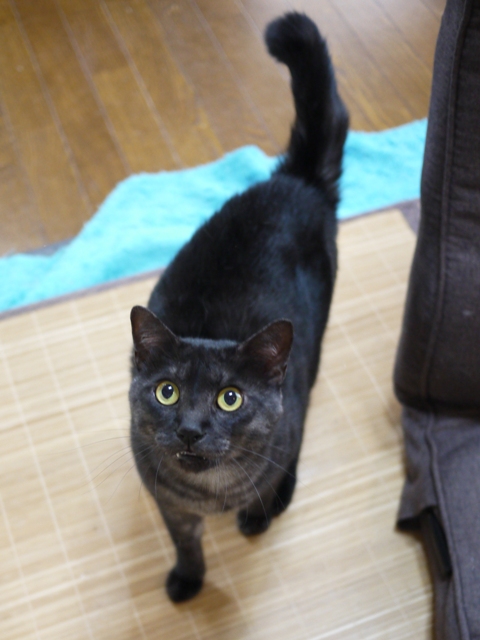 猫のお留守番 若くん姫ちゃん編。_a0143140_2121229.jpg