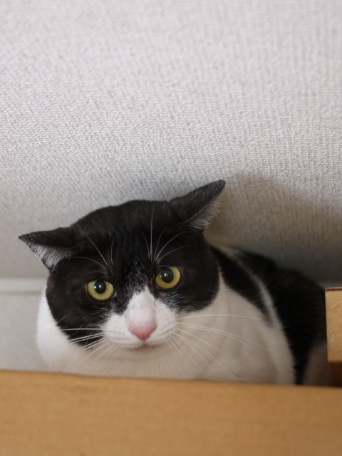 猫のお留守番 若くん姫ちゃん編。_a0143140_2123876.jpg