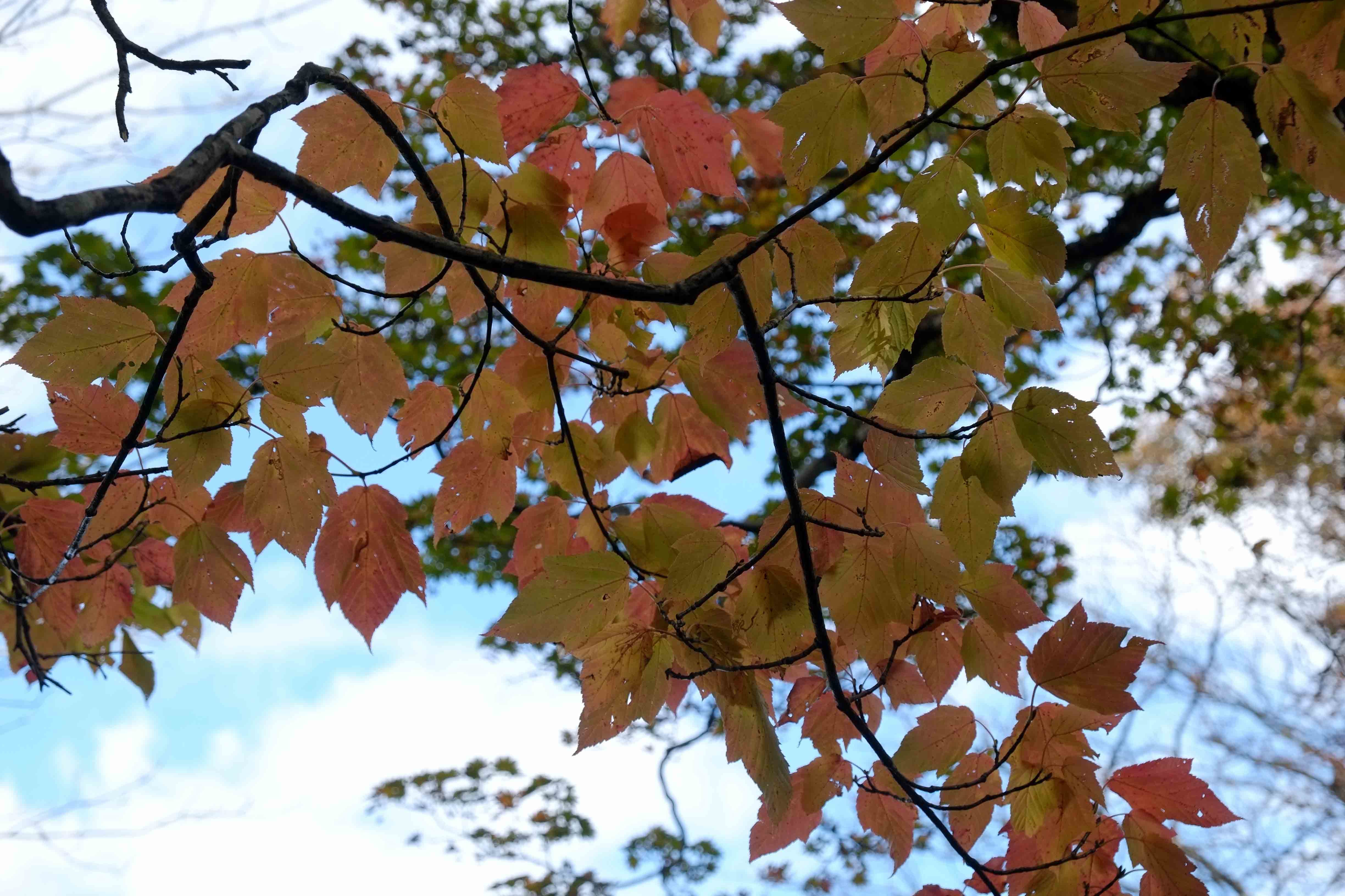 北泉ヶ岳の奥・・・今日は右へ （泉ヶ岳水神コースから桑沼展望台へ 10月15日）_d0347140_18431518.jpg