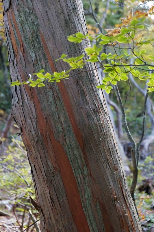 北泉ヶ岳の奥・・・今日は右へ （泉ヶ岳水神コースから桑沼展望台へ 10月15日）_d0347140_18434446.jpg