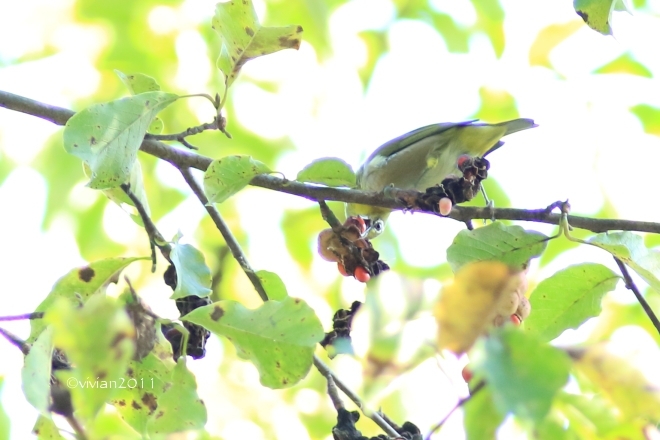 真岡 井頭公園2016秋 ~野鳥達に癒される~_e0227942_16361003.jpg
