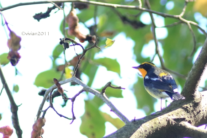 真岡 井頭公園2016秋 ~野鳥達に癒される~_e0227942_16400313.jpg