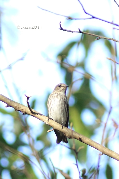 真岡 井頭公園2016秋 ~野鳥達に癒される~_e0227942_16462081.jpg