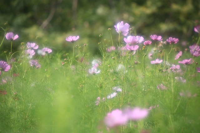 秋桜－１_f0288049_15465030.jpg