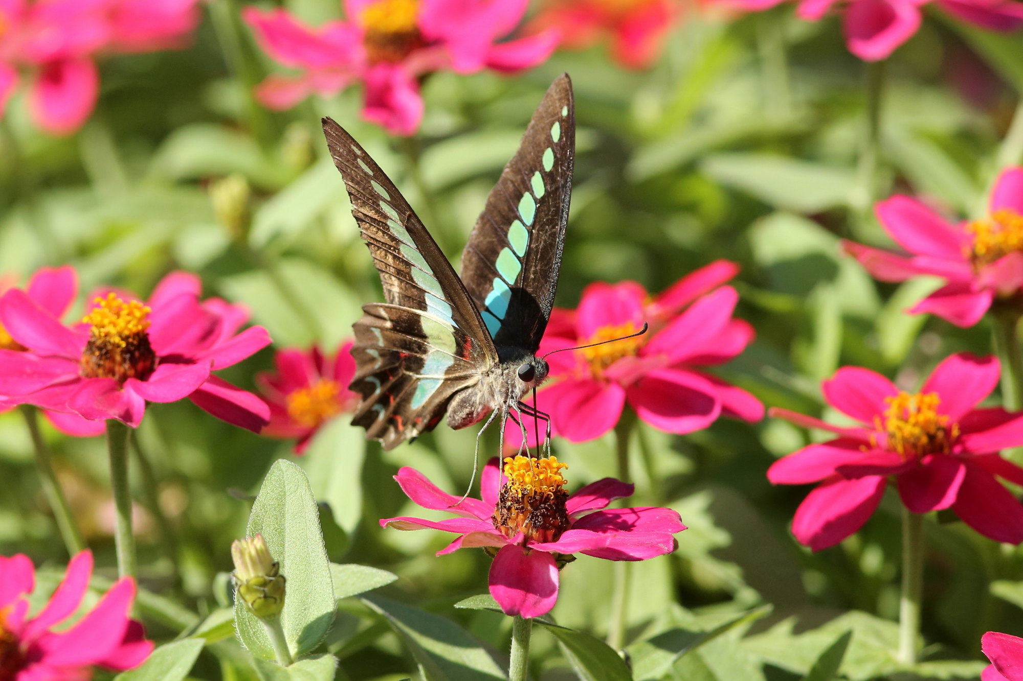 ヒャクニチソウ ジニア 蝶が好む花 11 16 Butterfly Dragonfly ヒャクニチソウ ジニア 蝶が好む花 11 16 Butterfly Dragonfly