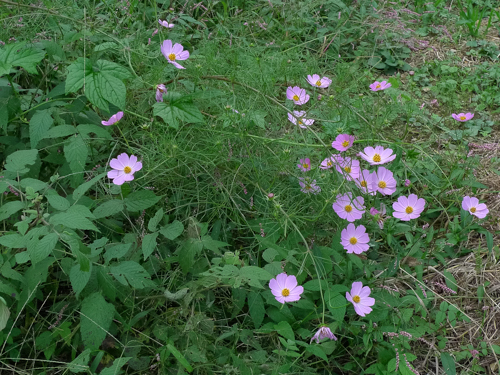 c0206051_00155560.jpg