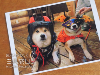 \"柴犬たちと行く！白馬旅日記\" お土産編_a0286855_6252046.jpg