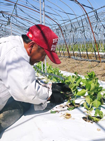スナップエンドウ「シャキ甘“菊光”」 1月中旬の収穫に向け土つくり!甘くてシャキシャキに仕上げます!_a0254656_18245577.jpg