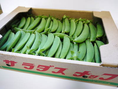 スナップエンドウ「シャキ甘“菊光”」 1月中旬の収穫に向け土つくり!甘くてシャキシャキに仕上げます!_a0254656_18451090.jpg