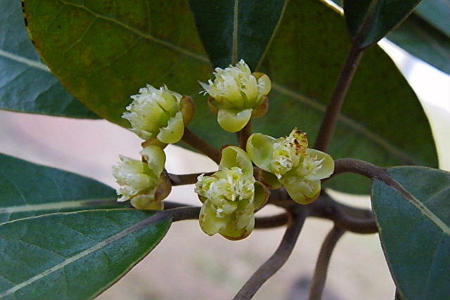 ハマビワ、ガザニア、大島桜、お多福南天、台湾杜鵑、満月_a0030958_23541278.jpg