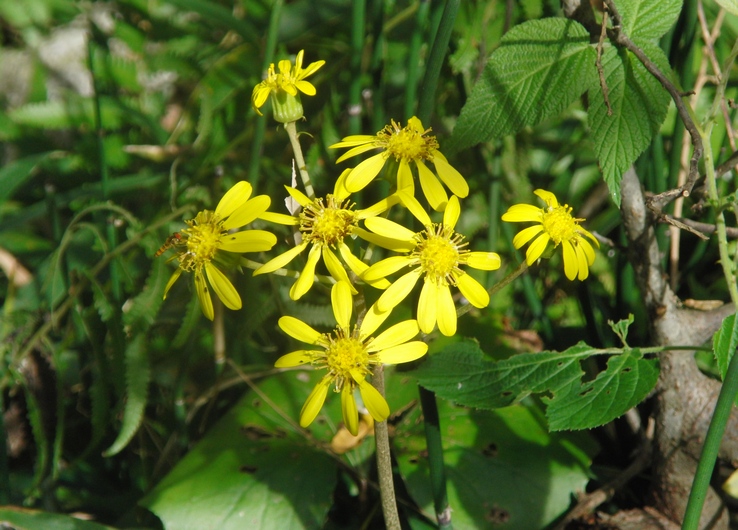 ツワブキの花が咲いた_c0065260_17145416.jpg