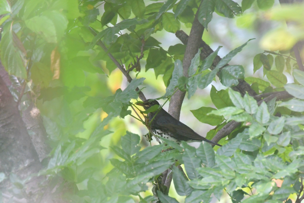 クロツグミ_f0053272_8242050.jpg